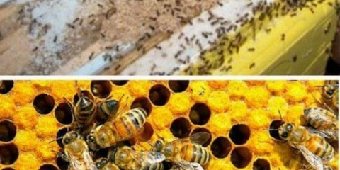 Mravi u košnici: kako se riješiti